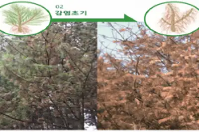구룡산 소나무재선충병 발생…서울시 “확산방지 총력”
