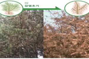 구룡산 소나무재선충병 발생…서울시 “확산방지 총력”