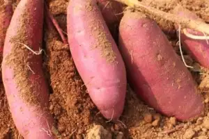 야구 꿈나무 키운다… 고창의 선한 영향력