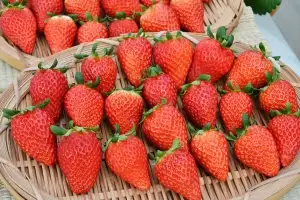 담양 제철 과일부터 힐링·치유 체험권까지