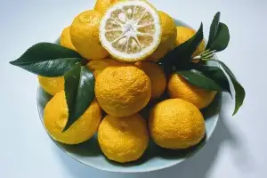 온기 품은 ‘고흥 유자’… 365일 기부문화 주도