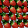 답례품 6종 추가… ‘군위 딸기’ 인기 견인