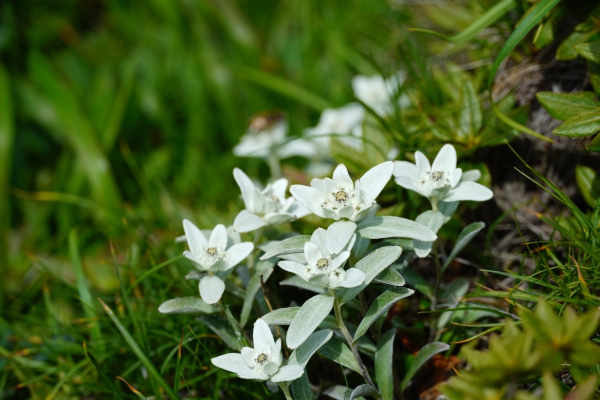 한라산 에델바이스로 알려진 멸종위기 야생생물 Ⅰ급 한라솜다리는 한라산 정상부인 해발고도 약 1614~ 1946m에서 자라는 것으로 알려져 있다. 세계유산본부 한라산국립공원  제공