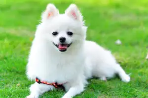 ‘개똥’이 돈 된다?…“부업으로 4700만원 법니다” 대박 난 男 사연