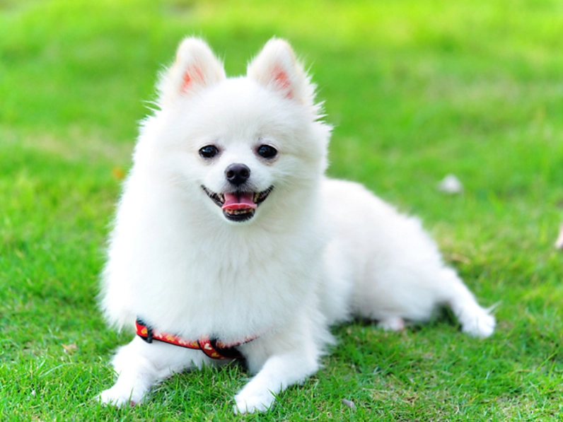 강아지 관련 이미지. 아이클릭아트