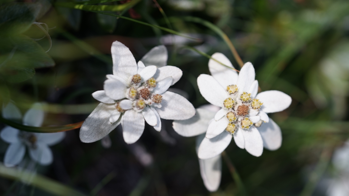 한라산 에델바이스로 알려진 멸종위기 야생생물 Ⅰ급 한라솜다리는 한라산 정상부인 해발고도 약 1614~1946m에서 자라지만 기후변화로 정상부에 7개 개체만 남아 소멸위기에 처했다. 제주세계유산본부 한라산국립공원 제공