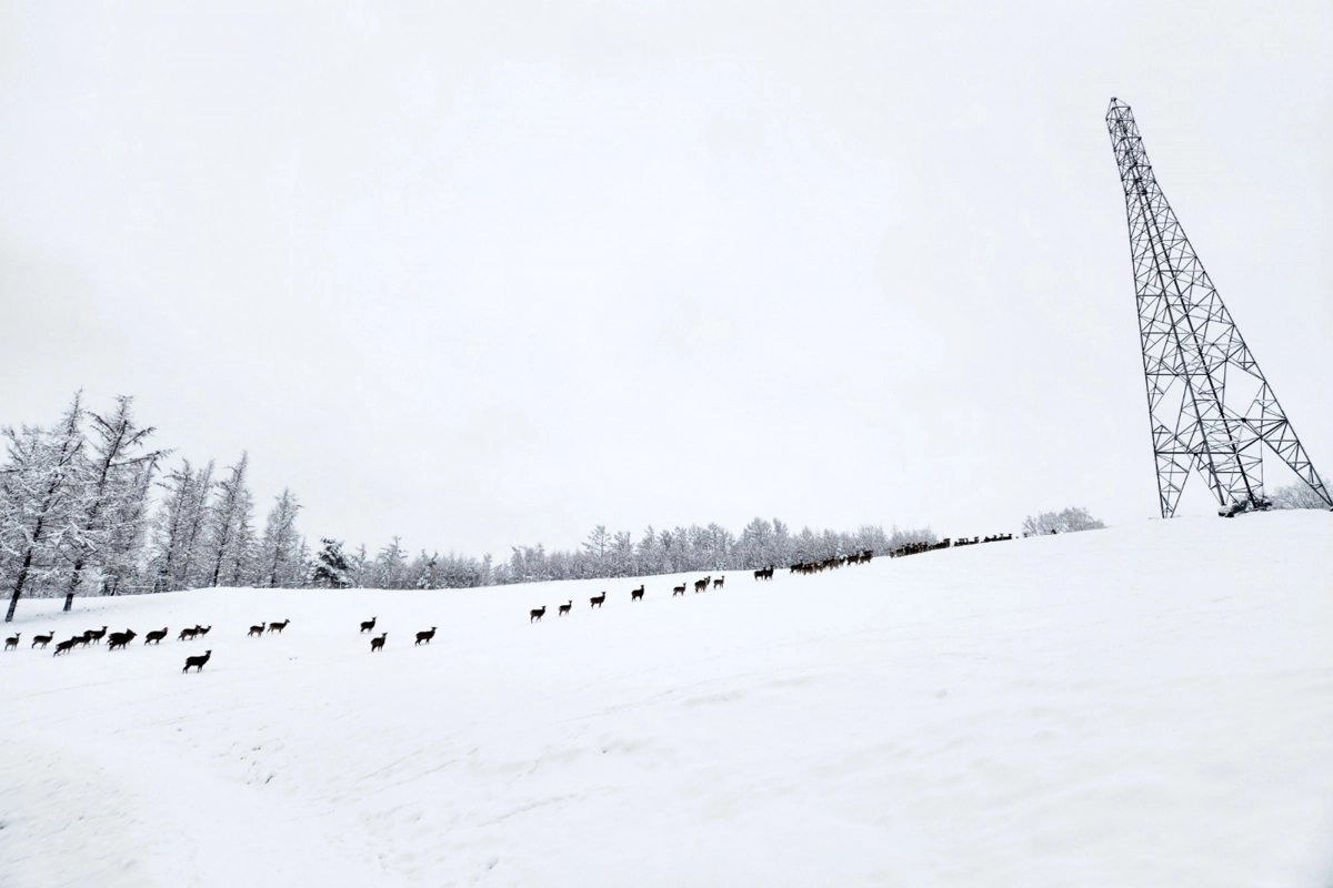 200마리가 넘는 사슴을 방목하는 강원 태백시 베이커리 카페 ‘초록뿔언덕’ 전경. ‘송전’의 기능을 잃은 언덕 위 송전탑이 이 업체의 랜드마크다.  초록뿔언덕 제공