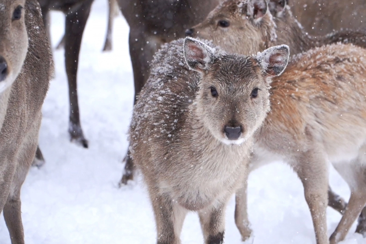 초록뿔언덕에서 자라는 새끼 사슴.  초록뿔언덕 제공