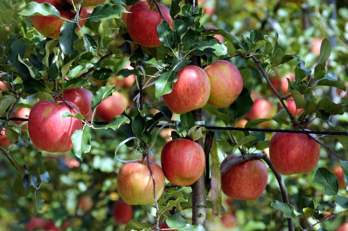 강원 양구 농산물 중 하나인 사과. 서울신문 DB