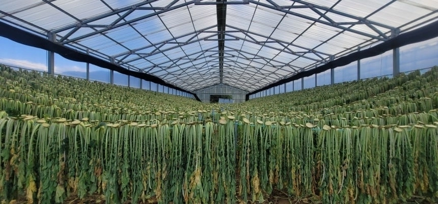 강원 양구 농산물 중 하나인 시래기. 서울신문 DB