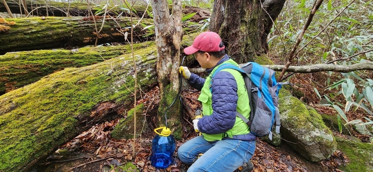 전남지역 고로쇠 임가들이 고로쇠 수액 채취 작업을 하고 있다.
