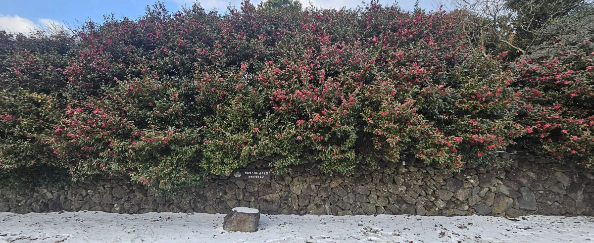 서귀포시 안덕면 캐슬렉스 제주 골프클럽 입구 동백과 제주돌담 벤치. 제주 강동삼 기자