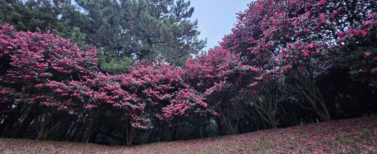 한라수목원 동백숲. 제주 강동삼 기자