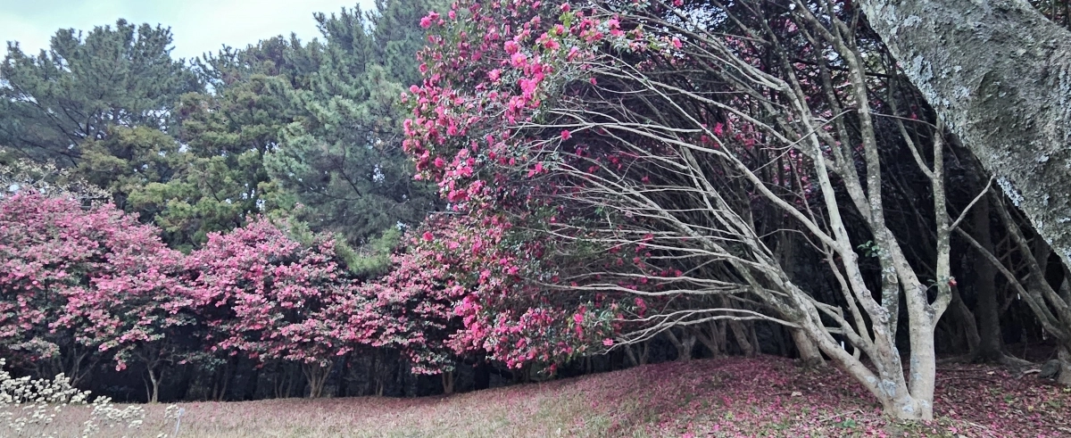 한라수목원 동백숲. 제주 강동삼 기자