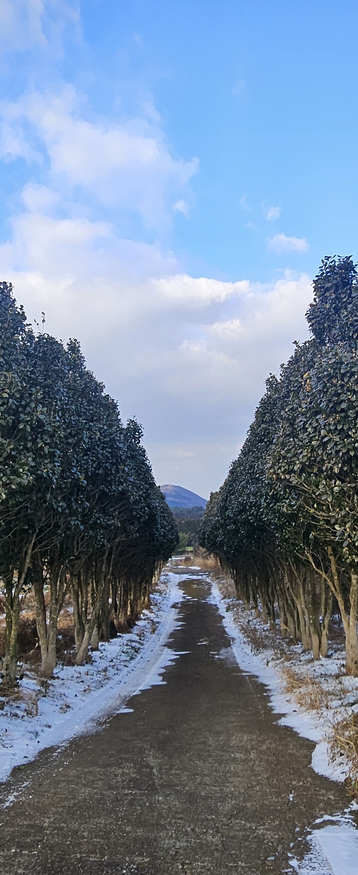 안덕면 광평리 겹동백길. 제주 강동삼 기자