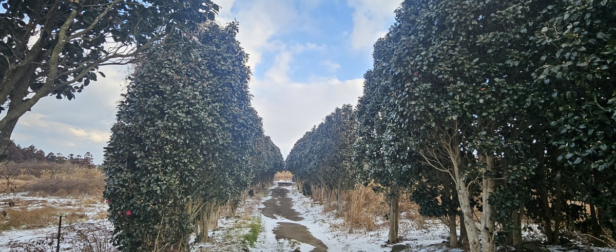 꽃망울도 맺히지 않은 안덕면 광평리 겹동백길. 제주 강동삼 기자
