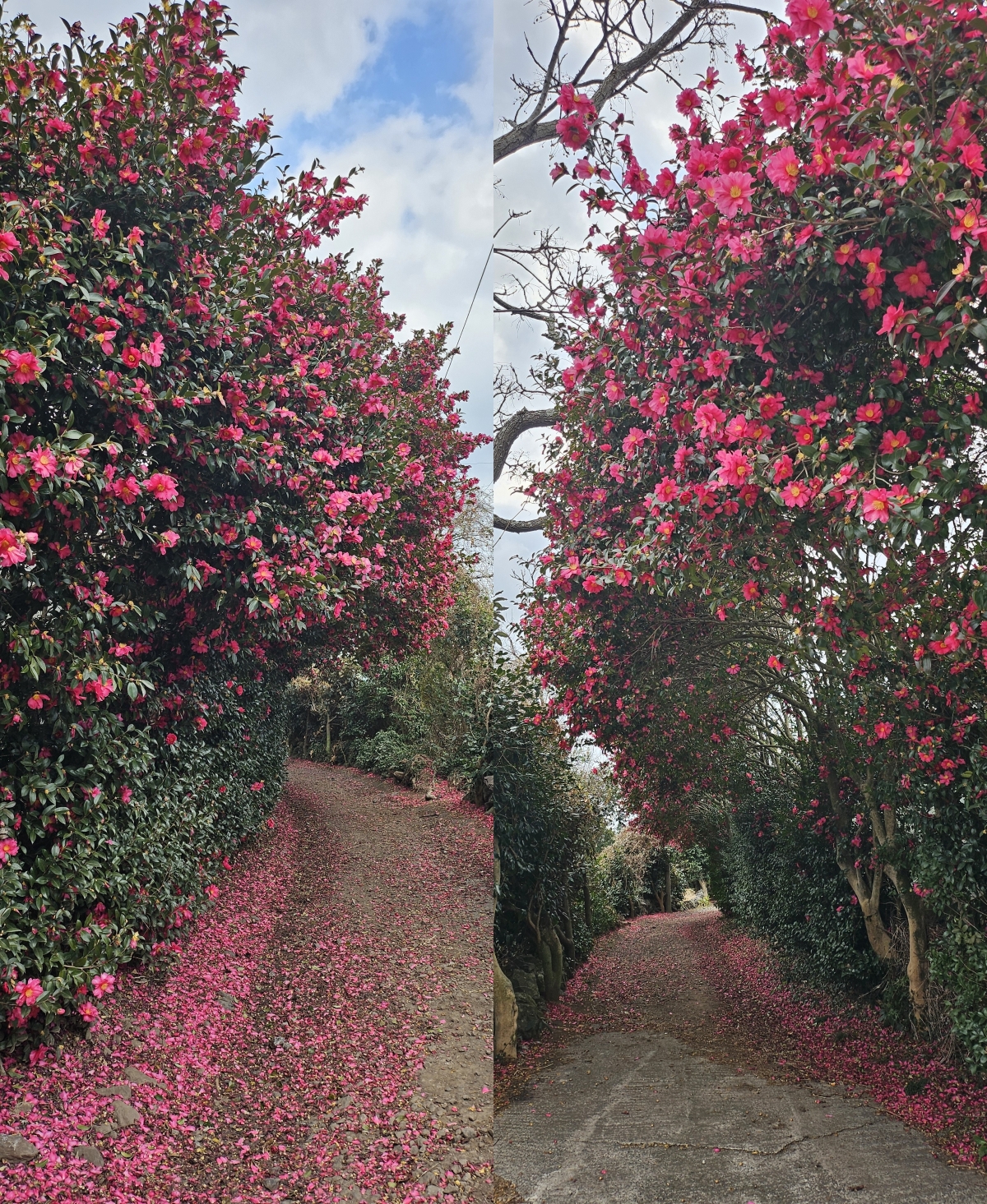 서귀포시 안덕면 감산리 한밭마을 입구 동백꽃길. 제주 강동삼 기자