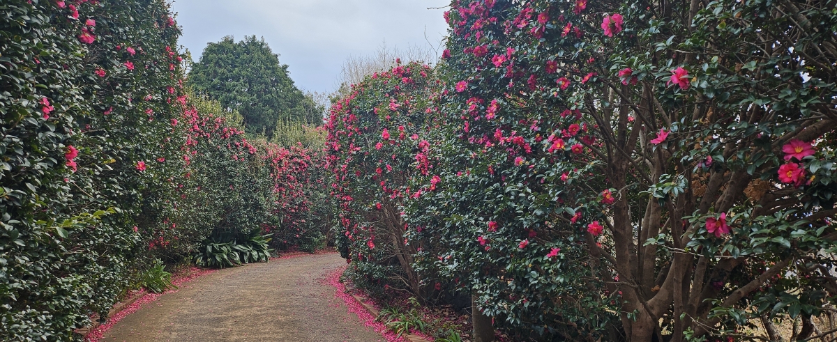 서귀포시 호근동 동백꽃길. 제주 강동삼 기자