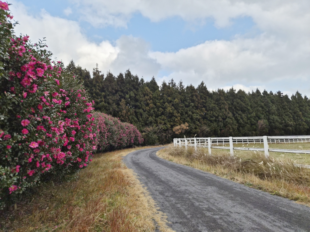 한국마사회 제주목장 동백꽃. 한국마사회 제공