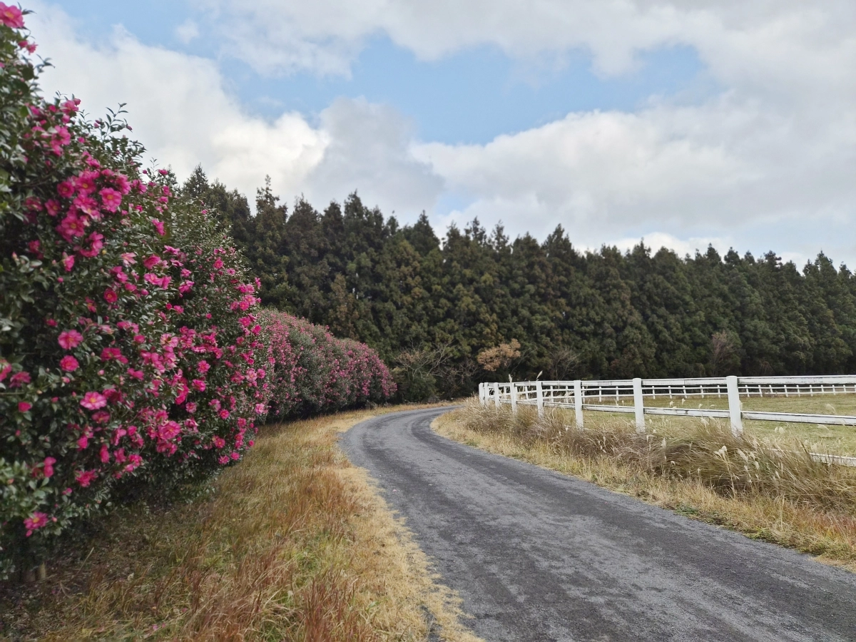 한국마사회 제주목장 동백꽃. 한국마사회 제공