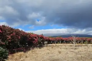 제주 겨울여행길에선… 동백과 ‘작별하지 않는다’