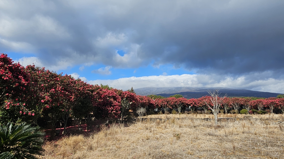 서귀포시 토평동 풀빌라펜션 유앤아이 제주 동백꽃길 전경. 유앤아이 제주 제공