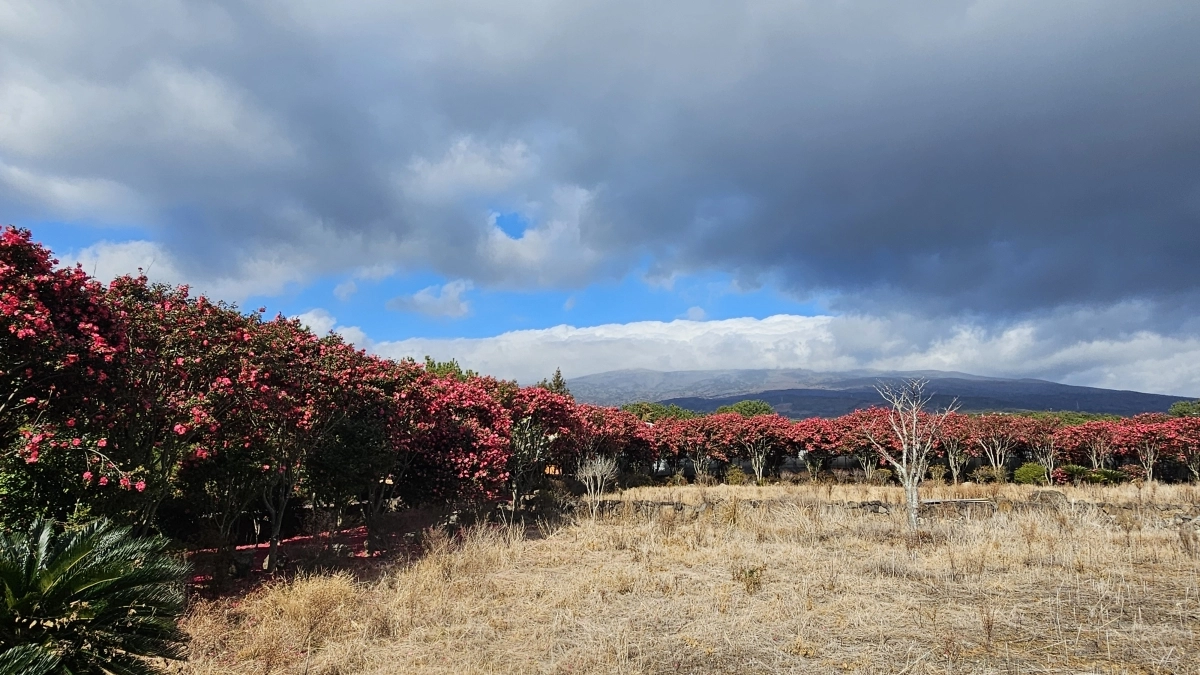 서귀포시 토평동 풀빌라펜션 유앤아이 제주 동백꽃길 전경. 유앤아이 제주 제공