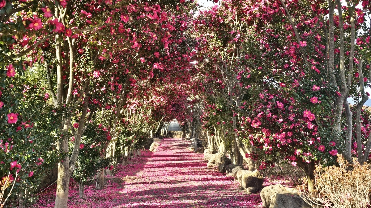 풀빌라 펜션 유앤아이 제주 동백터널은 숙박객들에게 쉼표를 준다. 유앤아이 제주 제공