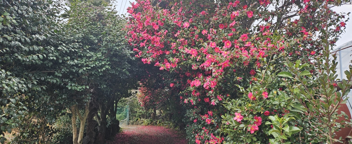 제주 올레길 9코스에서 만나는 한밭마을 동백꽃길은 사실 제주 마을 골목길에서 만나는 동백의 모습이다. 여행객들에겐 인생샷을 찍기 좋은 스팟이지만, 제주인에겐 삶 그 자체다. 제주 강동삼 기자