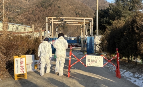 경기도 포천시와 방역당국이  아프리카돼지열병이 발생한 농장 입구를 봉쇄하고 살처분을 준비하고 있다.