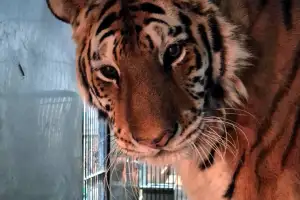 철창 부비며 반겨주던 스무살 호랑이…“이호야 고마워” 마지막 인사