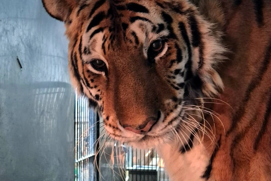 지난 24일 세상을 떠난 호랑이 이호. 청주동물원 인스타그램