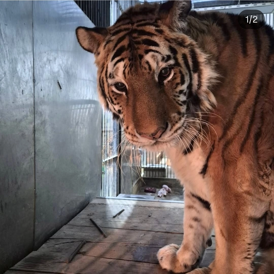 청주동물원에서 생활하던 호랑이 이호. 연합뉴스