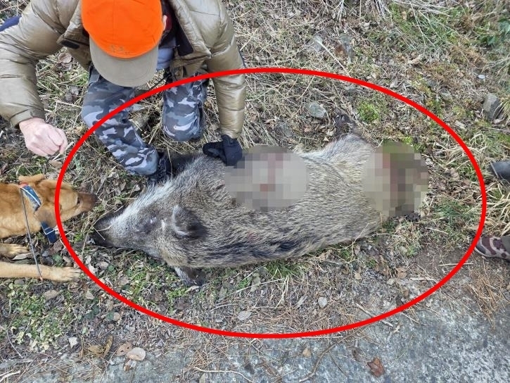 인천 소청도서 사살당한 멧돼지. 이 멧돼지는 지난해 10월 31일 소청도 일대 폐쇄회로(CC)TV에서 처음 포착됐으며 3년생으로 추정된다. 무게는 230㎏에 달한다. 2026.1.19 인천시 옹진군 제공