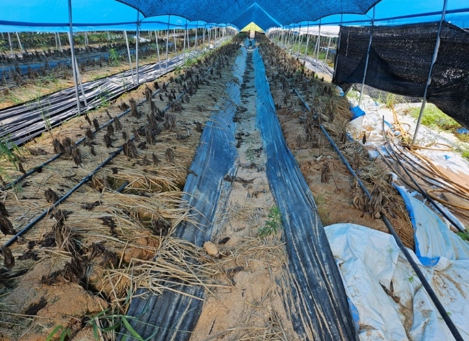 7~8월 안성 폭염 인삼피해 비닐 하우스(경기도 제공)