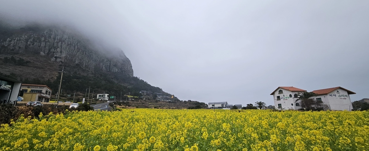 팬데믹 기간 ‘제주 특수’로 급팽창했던 숙박시장이 엔데믹 이후 급격한 수요 둔화와 공급 과잉으로 어려움을 겪고 있는 것으로 나타났다. 사진은 산방산 일대에 핀 유채꽃. 제주 강동삼 기자