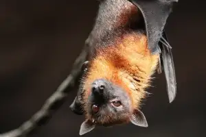 thumbnail - “걸리면 살기 어렵다, 약도 없어” 치명적 감염병 인도서 확산 중…숙주는 ‘박쥐’