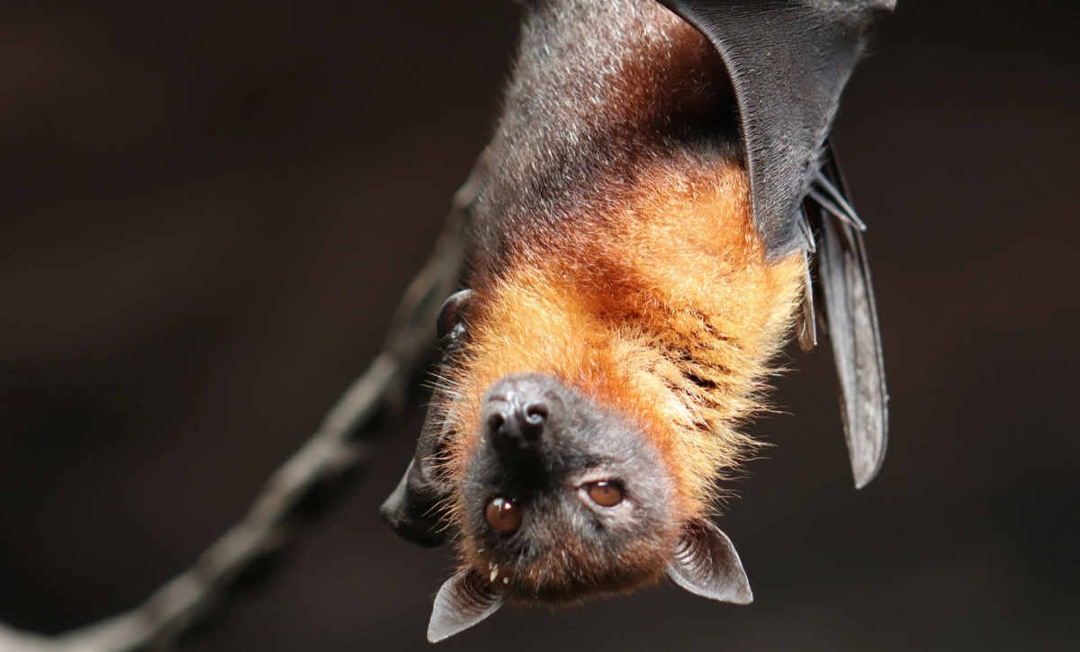 박쥐 자료 이미지. 픽사베이
