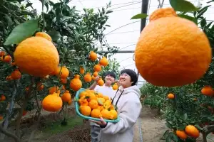 경남 함양서 황금빛 한라봉 수확