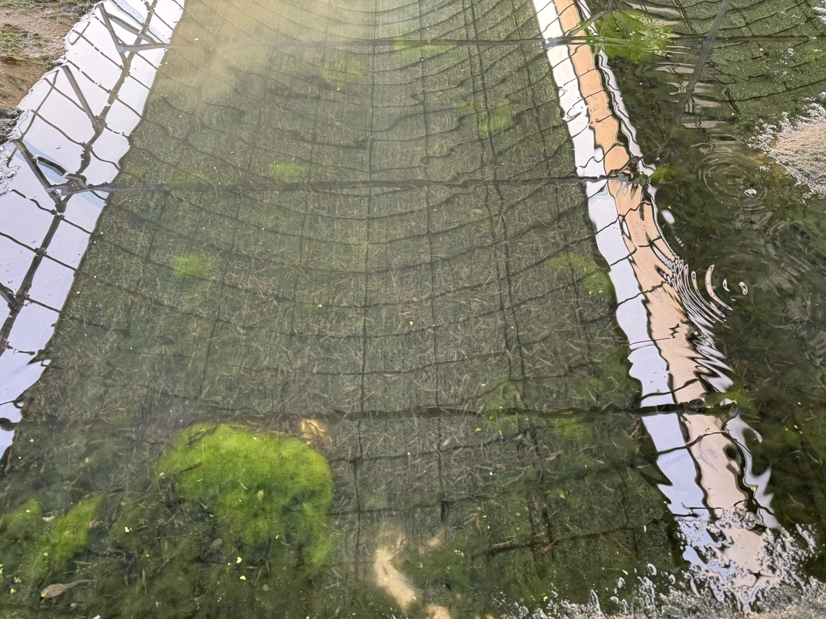 전북도가 녹조를 활용한 새뱅이 양식 기술 3건을 특허 출원했다. 전북도 제공