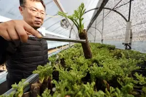 땅두릅 수확 한창