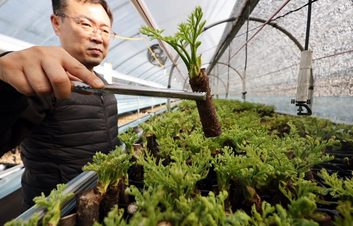 땅두릅 수확 한창