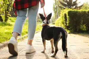 펫트워크가 분석한 25년 반려동물 행정, 공간을 넘고 일상으로 들어오다