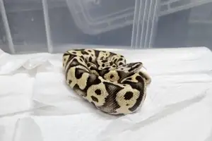 thumbnail - 뱀 두 마리 지하철역 화장실서 발견…멸종위기종으로 확인