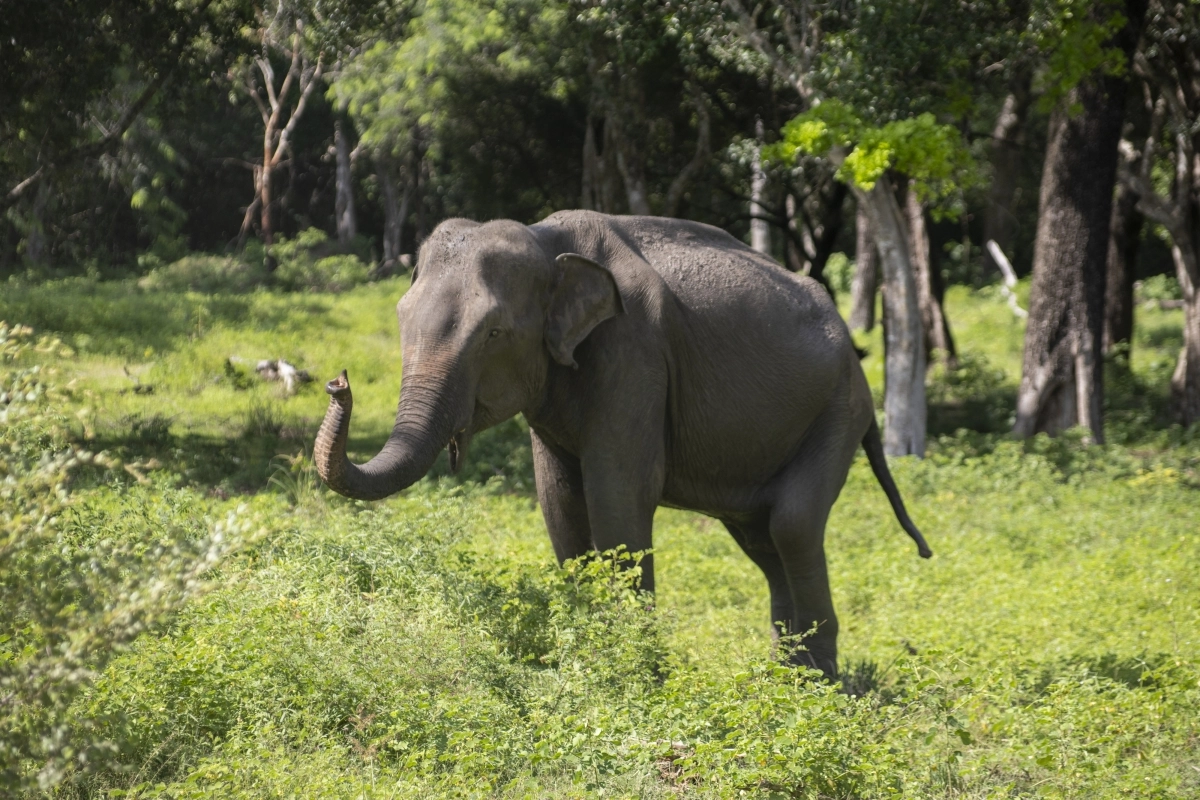 스리랑카 얄라 국립공원에서 만난 코끼리.