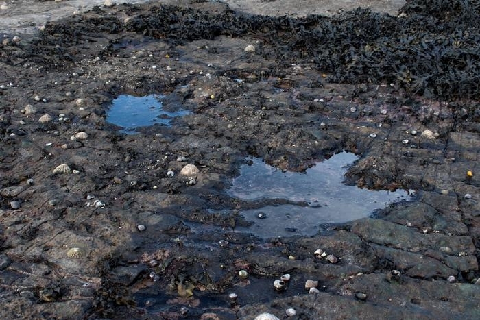 스코틀랜드 스카이 섬에서 발견된 중기 쥐라기 시대의 수각류 발자국 한 쌍.  영국 에든버러대 제공