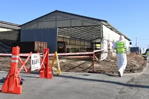 구제역 발생 강화군 농장 소 243마리 살처분…공포 확산