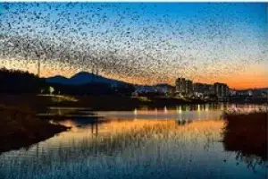 떼까마귀 겨울철 전국 도심 점령…지자체 ‘공존과 불편’ 사이 고심