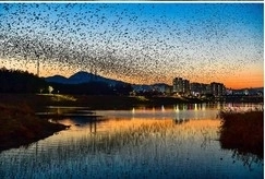 울산 남구 삼호철새공원 떼까마귀. 서울신문DB