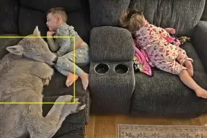 thumbnail - 혹한 뚫고 태어난 송아지 집안 들였더니…아기들과 낮잠 ‘세상 무해’